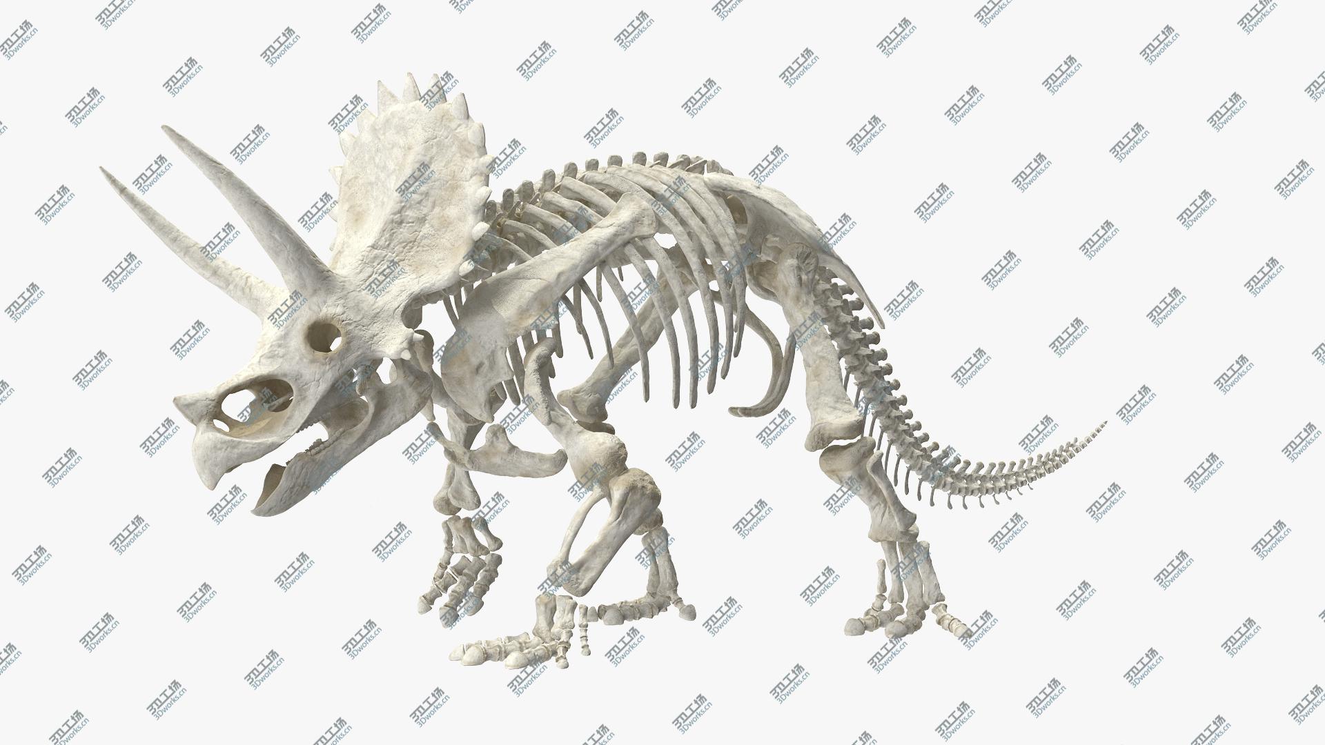 images/goods_img/202104023/Triceratops Horridus Skeleton Walking Pose model/3.jpg